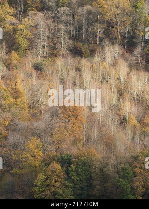 Nortoncamp Wood vicino a Craven Arms, Shropshire, vista da Stoke Wood nel colore autunnale. Foto Stock