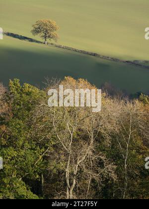 Nortoncamp Wood vicino a Craven Arms, Shropshire, vista da Stoke Wood nel colore autunnale. Foto Stock