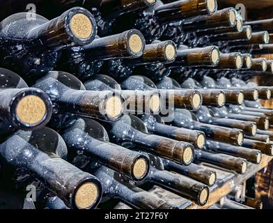 Vecchia cantina con bottiglie di sughero ricoperte di polvere Foto Stock