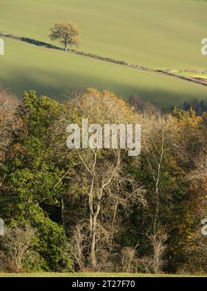 Nortoncamp Wood vicino a Craven Arms, Shropshire, vista da Stoke Wood nel colore autunnale. Foto Stock