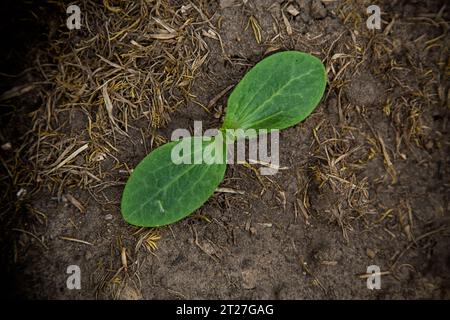 Un giovane germoglio verde di zucchine cresce in terreno fertile. Foto Stock