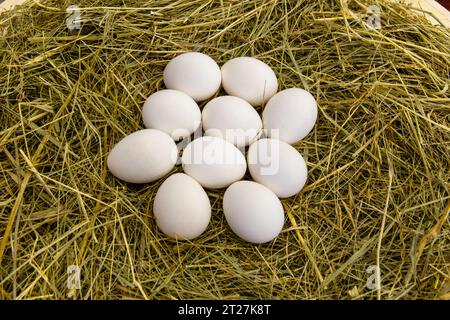 uova bianche di pollo fresche sul fieno. Vista dall'alto Foto Stock