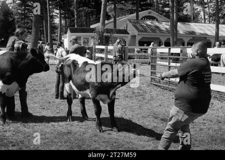 Hopkinton State Fair, New Hampshire 2023 - Un rancher scava per tirare in avanti la sua testarda mucca prima di mostrare l'animale in una gara al di fuori di Foto Stock