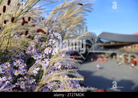 Margherite autunnali Michaelmas e pampas grasse al Coal Drops Yard a Kings Cross, nord di Londra, Regno Unito Foto Stock