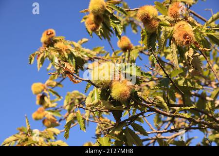 Tempo autunnale sul Chestnut Trail nella foresta di Epping, est di Londra, Regno Unito Foto Stock