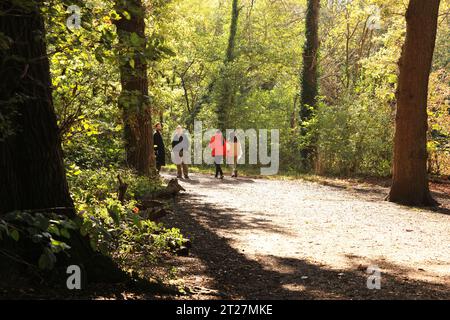 Tempo autunnale sul Chestnut Trail nella foresta di Epping, est di Londra, Regno Unito Foto Stock