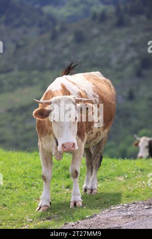 La splendida campagna di Fundata, un comune della contea di Brasov, nella regione storica della Transilvania. Il posto offre panorami montani. Foto Stock