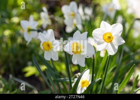 Narcissus fiori letto di fiori con drift giallo. Bianco daffodil fiori narcisi daffodils. Foto Stock