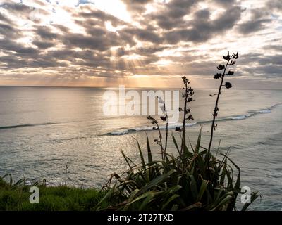 Spiaggia di Muriwai, costa occidentale di Auckland, nuova Zelanda Foto Stock