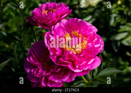 Peony HI-MABEL. Fiore di peonia rosa jareo semi-doppio con steli gialli. Ibrido interspecifico Foto Stock