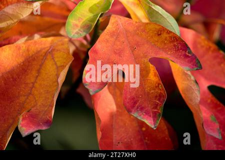 Diventa rosso, foglia, Sassafras albidum Foto Stock