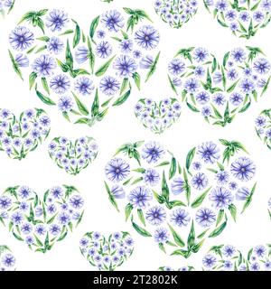 Motivo ad acquerello senza cuciture con cicoria su sfondo bianco. Modello con fiori di cicoria per la progettazione di tessuti, carte, inviti, etichetta Foto Stock