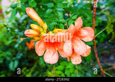 bella campsis grandiflora in un giardino Foto Stock