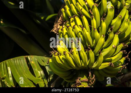 Vista di mazzi di banane in una piantagione ecologica in Brasile Foto Stock