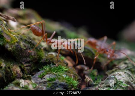 Weaver ant o Oecophylla Smaragdina presi a Karangasem Bali, Indonesia Foto Stock