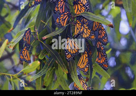 Pacific Grove, California, USA. 17 ottobre 2023. Le farfalle Monarch (Danaus plexippus) sono tornate a Pacific Grove (Credit Image: © Rory Merry/ZUMA Press Wire) SOLO PER USO EDITORIALE! Non per USO commerciale! Foto Stock