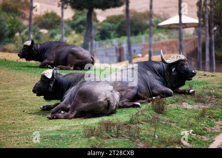 il bufalo del capo riposa al sole sull'erba Foto Stock
