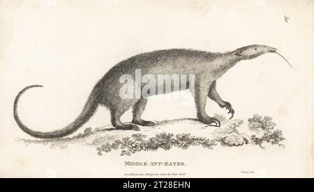 Tamandua meridionale, formichiere collassato o formichiere minore, tetradattila di Tamandua. Medio mangiatore di formiche, Myrmecophaga tetradactyla. Incisione su lastra di rame di James Heath dalla General Zoology di George Shaw: Mammalia, G. Kearsley, Fleet Street, Londra, 1800. Foto Stock