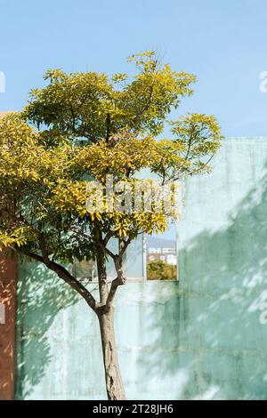 Muro verde e albero minimale nell'isola di Jeju, in Corea Foto Stock