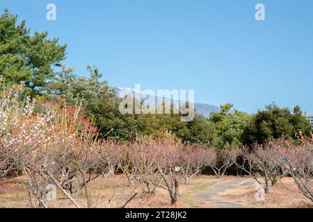 Seogwipo Chilsimni Poetry Park fiore di prugna e montagna Hallasan nell'isola di Jeju, Corea Foto Stock