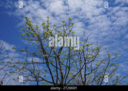 Rami di alberi con boccioli di primavera contro il cielo blu con nuvole morbide Foto Stock