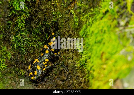 Una salamandra antincendio (Salamandra salamandra) su un tronco di un albero nella foresta del Parco Nazionale dei Laghi di Plitvice, Croazia. Foto Stock