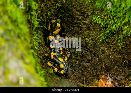 Una salamandra antincendio (Salamandra salamandra) su un tronco di un albero nella foresta del Parco Nazionale dei Laghi di Plitvice, Croazia. Foto Stock