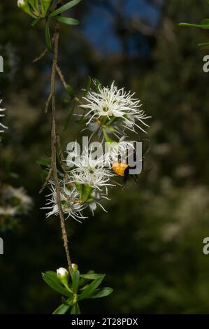 I fiori di Burgan (Kunzea Ericoides) sembrano attrarre molti insetti, in particolare questi scarabei arancioni (Stigmodera spp) trovati nella riserva di Baluk Willam. Foto Stock