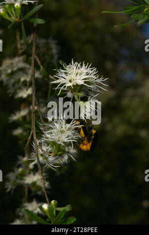 I fiori di Burgan (Kunzea Ericoides) sembrano attrarre molti insetti, in particolare questi scarabei arancioni (Stigmodera spp) trovati nella riserva di Baluk Willam. Foto Stock