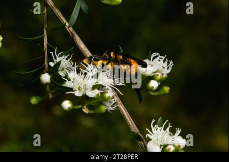 I fiori di Burgan (Kunzea Ericoides) sembrano attrarre molti insetti, in particolare questi scarabei arancioni (Stigmodera spp) trovati nella riserva di Baluk Willam. Foto Stock