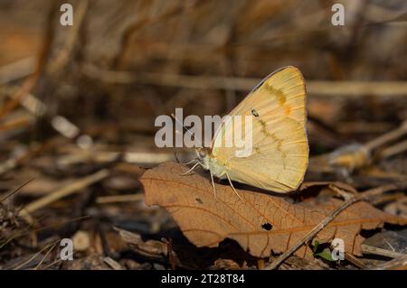 Farfalla grande color salmone, grande Salmon arabo, Colotis fausta Foto Stock