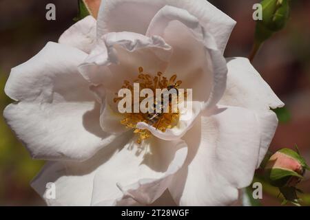 Primo piano di un fiore aperto di una rosa (Rosa New Dawn) con una femmina di mosca hoverfly comune (Syrphus ribesii) all'interno. Rosa arrampicata. Autunno, ottobre, Foto Stock