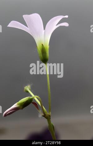 Fiori bellissimi (Oxalis triangularis) in fiore. Foto Stock