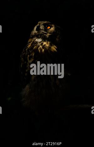 Fienile (Tyto alba) o piccolo gufo ritratto da vicino su sfondo nero, occhi gialli perforanti, piume dettagliate. Fotografia naturalistica e naturalistica. Foto Stock