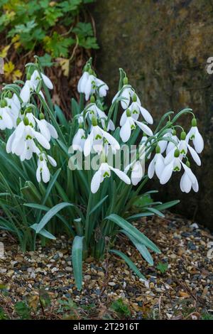 Galanthus Benton Magnet, snowdrop Benton Magnet, fioritura a fine inverno/inizio primavera Foto Stock