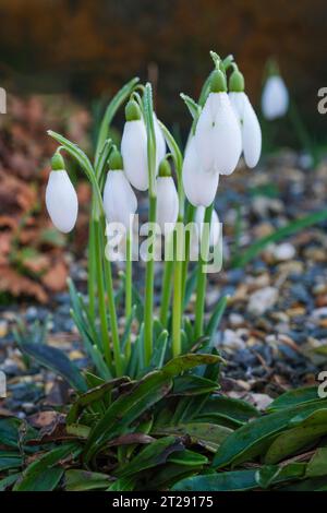 Galanthus nivalis Neil Fraser, Galanthus Neill Fraser, gocce di neve fiorite nel tardo inverno/inizio primavera Foto Stock