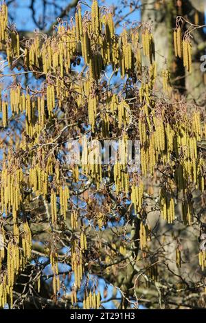 Alnus glutinosa, ontano comune, ontano nero, ontano europeo, ontano nero europeo, alder, gatti rosso-marrone a fine inverno/inizio primavera Foto Stock