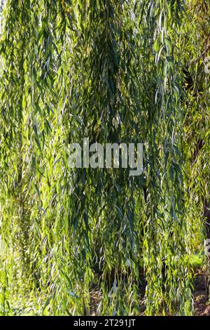 Salice piangente nel parco autunnale. Foto Stock