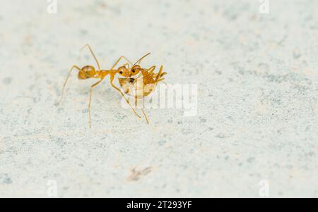 Le formiche rosse si muovono in rosso sulla parete di cemento, le formiche tessute macro foto, messa a fuoco selettiva Foto Stock
