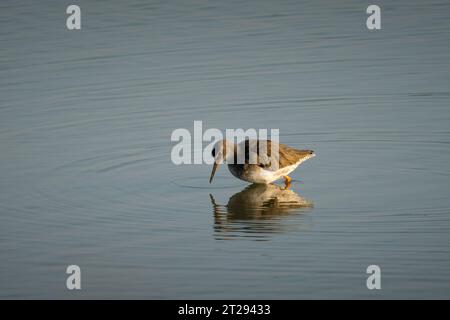 Redshank in acqua in cerca di cibo Foto Stock
