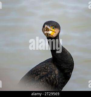 Cormorano phalacrocorax carbo sinensis close up Foto Stock