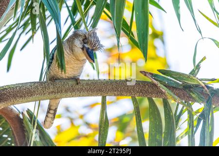 kookaburra dalle ali blu (Dacelo leachii) è una grande specie di kingfisher originaria dell'Australia settentrionale e della nuova Guinea meridionale. Foto Stock