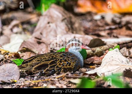 Sponda a fascia elastica (Hypotaenidia philippensis) Foto Stock