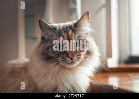 Primo piano dell'espressione divertente di un gatto Ragdoll domestico nel soggiorno. Foto Stock