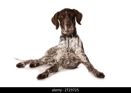 Cane shorthair tedesco disteso isolato su sfondo bianco isolato su sfondo bianco Foto Stock