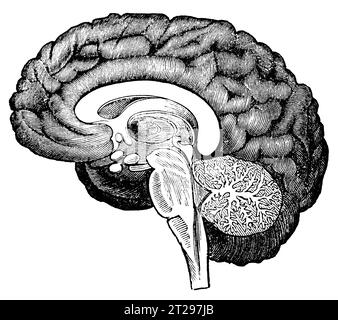 Illustrazione restaurata digitalmente da "The Condensed American Encyclopedia", pubblicata nel XIX secolo. Foto Stock