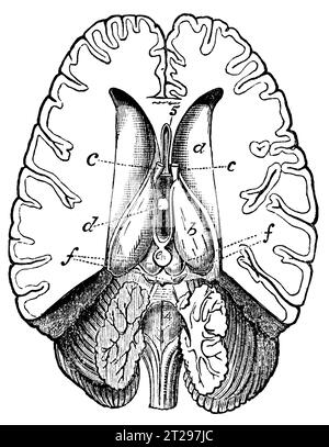 Illustrazione restaurata digitalmente da "The Condensed American Encyclopedia", pubblicata nel XIX secolo. Foto Stock