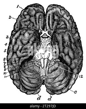 Illustrazione restaurata digitalmente da "The Condensed American Encyclopedia", pubblicata nel XIX secolo. Foto Stock