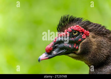 Fuller Muscovy Drake ritratto di un'anatra da vicino Foto Stock