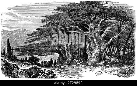 Cedrus libani, illustrazione restaurata digitalmente da "The Condensed American Encyclopedia", pubblicata nel XIX secolo. Foto Stock